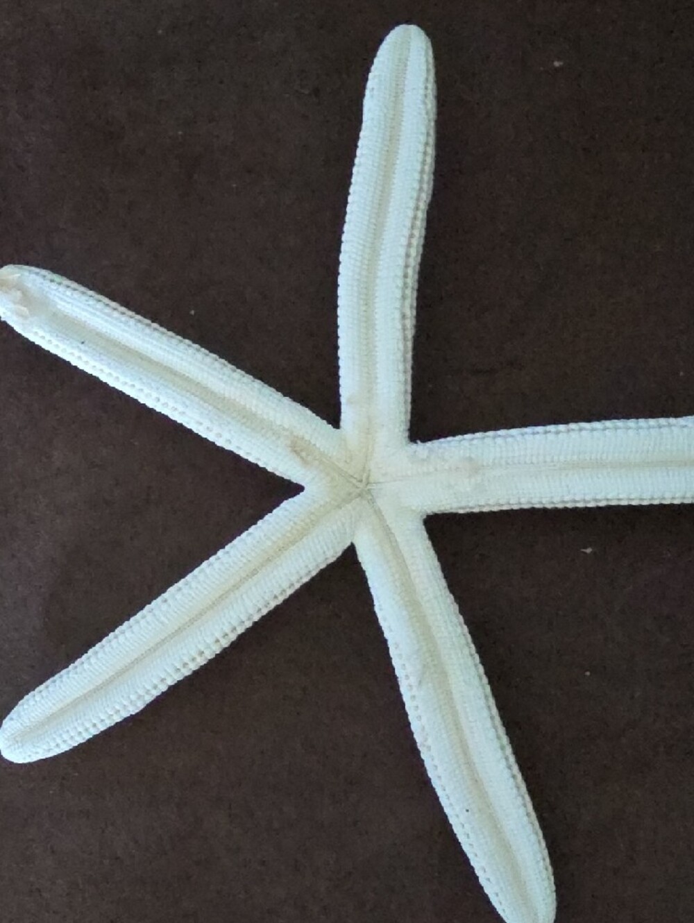 Real Decorative White Two Starfish and Sand Dollar And Sea Biscuit! - Picture 5 of 12